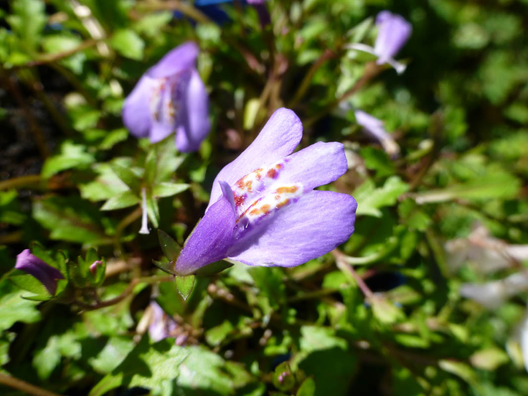 Mazus reptans photo